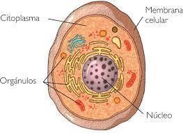 En las células eucariotas hay tres componentes importantes: El núcleo, el cito