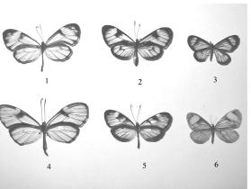 Figura 5: (1)Greta andromica Hewitson, (Modelo), (2) Ithomia terra Hewitson, (Modelo), (3) Polilla 1