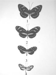(Modelo) y (6) Polilla 2 (Copia) Figura 6: (1) Elzunia humboldt atahualpa (Fox), 1811 (2) Heliconius