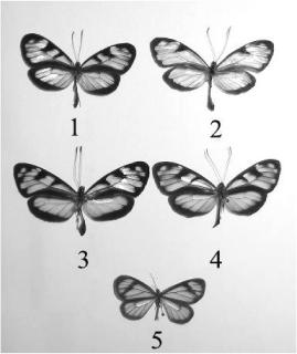 Figura 7: (1) Oleria makrena Hewitson, 1854 (Modelo), (2) Oleria fumata Hewitson,1854 (Modelo), (3) tremona Haensch 1903