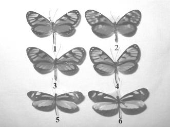 1905 (Modelo) forma marrón; (3b) Ithomia iphianassa Haensch, 1905 (Modelo) forma blanquecina (4ª) Dismorphia