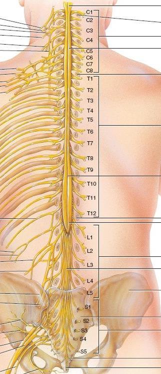 En la columna vertebral se diferencian cuatro regiones: cervical, torácica, lumbar y sacra; relacionadas con las regiones de