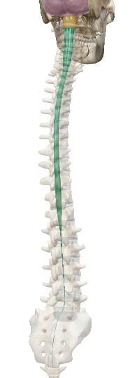 El final es el cono medular a nivel de la 2ª vertebra lumbar A partir de aquí la piamadre se extiende hasta el