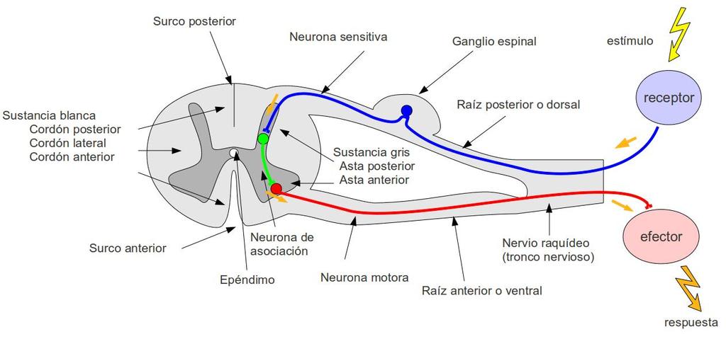 La médula espinal además de conducir la información hacia el encéfalo o las órdenes generadas en él hacia