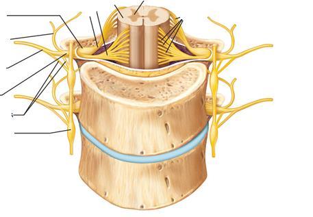 Una vez que emerge, el nervio se ramifica en dos Ramos principales, uno dorsal y otro ventral que van a