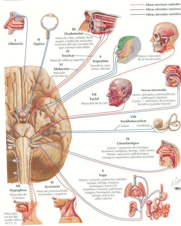 Los nervios craneales son 12 pares La mayoría parten de regiones del tronco
