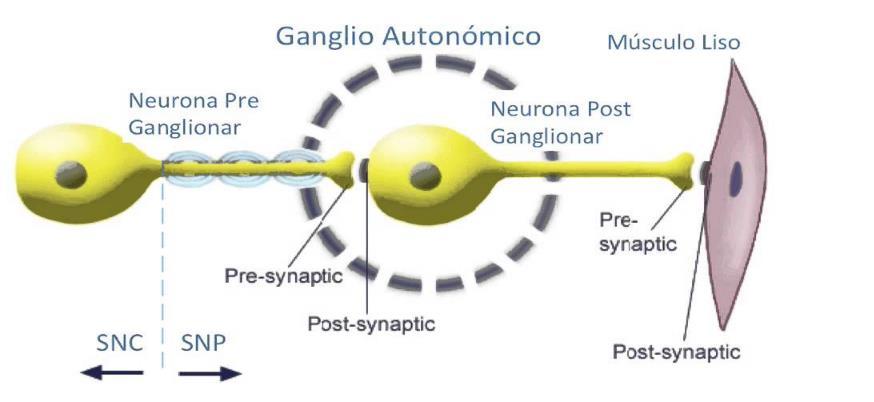 Anatómicamente la estructura del sistema nervioso simpático y parasimpático son diferentes Los nervios simpáticos nacen de las regiones
