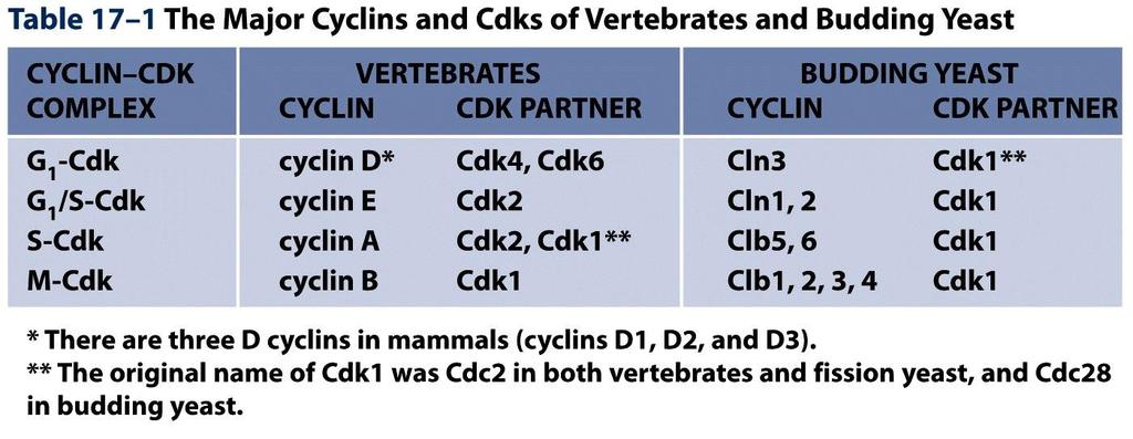 Los complejos ciclinas-cdks controlan el ciclo celular