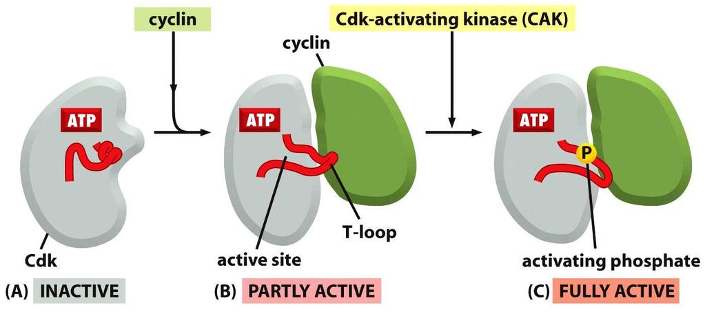 Activación del complejo ciclina-cdk Figure 17-17