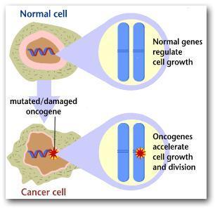 Oncogenes Los oncogenes comprenden un grupo de genes que regulan la división celular.