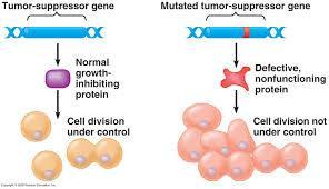 Genes supresores de tumores Los genes supresores de tumores se encuentran en las células normales y generalmente inhiben la proliferación celular excesiva.