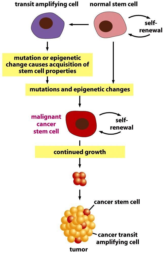 Causas genéticas del cáncer Los cánceres surgen cuando se mutan genes críticos.