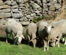 ovino y caprino 50 Cuestiones básicas sobre ovino y caprino Cuáles SON LAS RAZAS CON MAYOR PRESENCIA EN ESPAÑA España es desde antiguo un país con una importante cabaña ovina.