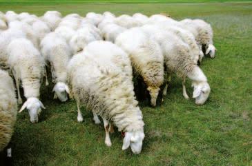 ovino y caprino 54 REPRESENTA EL SECTOR OVINO? En el conjunto de las producciones ganaderas, el sector ovino y caprino representa, en términos de renta final, en torno al 13% de la producción animal.