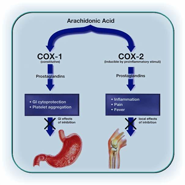 Toxicidad GI inhibición COX-1 en estómago