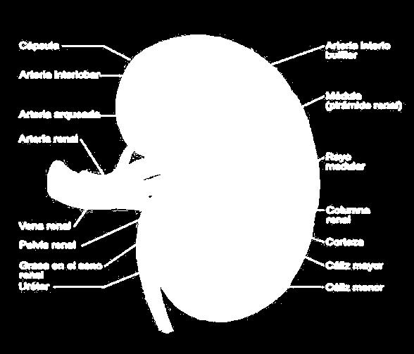 2. Anatomía y función renal 2.1 Riñón Son órganos pares, formando parte del sistema renal.