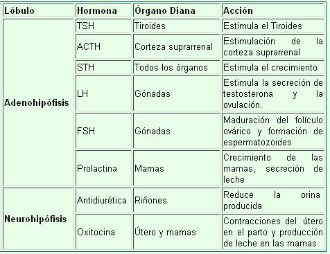 Leyenda: TSH: Hormona estimulante de Tiroides. ACTH: Hormona estimulante de la corteza de las cápsulas suprarrenales.