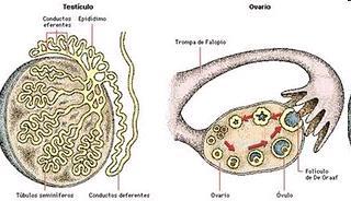 GLÁNDULAS SEXUALES O GÓNADAS Glándulas mixtas que en su secreción externa producen gametos y en su secreción