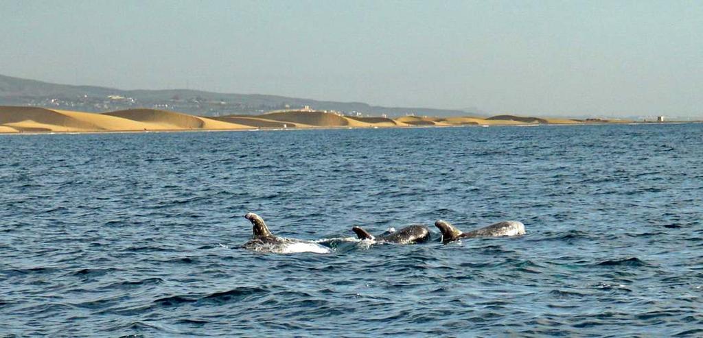 GRAN CANARIA: avistamientos de otras especies Cetáceos ISLA Campaña FECHA HORA LATITUDº