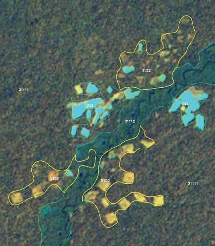24 Monitoreo de los bosques y otras coberturas de la Amazonia colombiana selectiva y no ha alterado su estructura original y sus características funcionales (Igac, 1999).