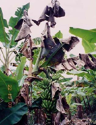 Sigatoka negra (Mycosphaerella