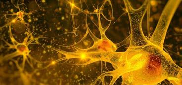 programa detallado 10 Módulo V Neurosintergia Campo neuronal, plasticidad cerebral y campo cuántico La unidad psique-cerebro-soma desde la sintergética Taller de integración y solución dudas sobre el