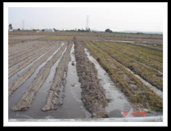 Beneficios Conserva la humedad y reduce la erosión del suelo Reduce la compactación del