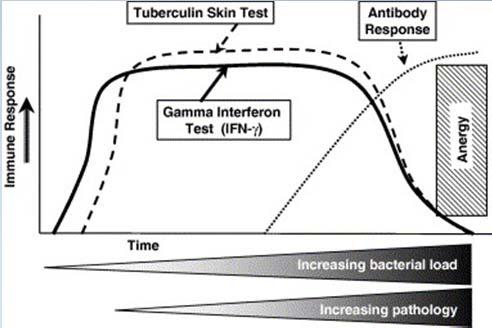 humoral Bacilos Tiempo - Intradermotuberculinización - Inmunidad de base celular (IDTB):