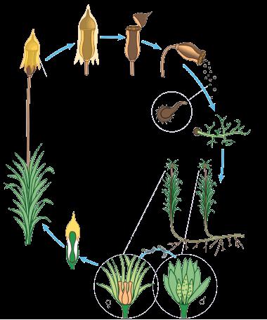 Primeras Plantas terrestres: División Bryophyta Subreino Embryophyta =