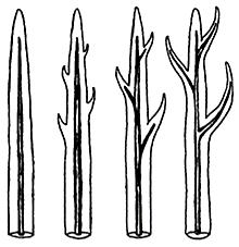 Primeras plantas terrestres - Primeras plantas vasculares Espermatofitas Polysporangiophyta Embriófitas (Plantas terrestres) Streptobionta Streptophyta Traqueófitas (Plantas vasculares)