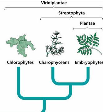Viridiplantae = Plantas Verdes Viridiplantae Streptophyta Plantas terrestres Embrión-