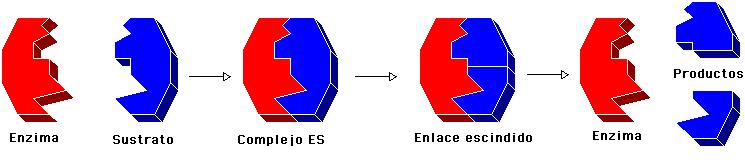 Las enzimas Las enzimas son específicas de un sustrato para cada reacción química que tiene lugar en nuestro organismo existe un tipo de enzima concreto.