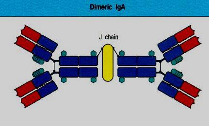 La IgA es la clase predominante en las secreciones de las mucosas IgA dimérica Es la
