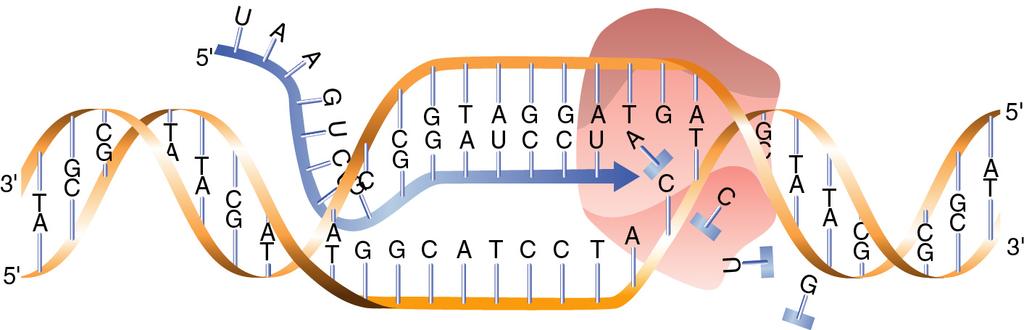 Expresión génica El proceso de transcripción Colegio Diocesano San Atón Biología 1 INICIACIÓN La ARN-polimerasa reconoce los centros promotores.