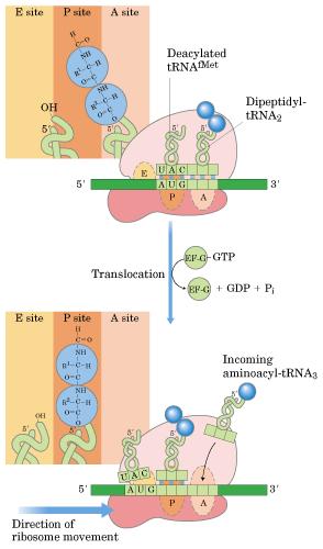 Fases de la traducción: Elongación (3) 3.- Translocación del dipéptido al sitio P. El ribosoma se desplaza sobre el ARNm en sentido 5 3.