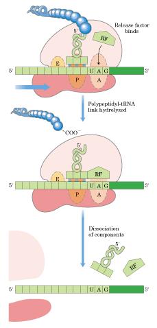 Fases de la traducción: Terminación Existen tres codones de terminación (UAA,UAG y UGA) en el ARNm para los que no hay ARNt.