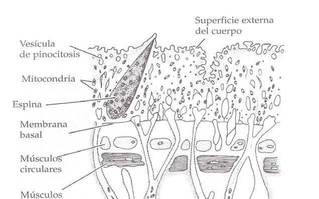 Tegumento sincitial sin cilios. Adaptaciones a la vida parasitaria: - diversas glándulas de penetración n o que producen material para quiste.