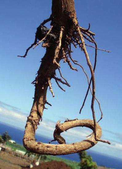 A la hora de plantar, las raíces se han de preparar cortando las que se rompan al quitar la maceta.