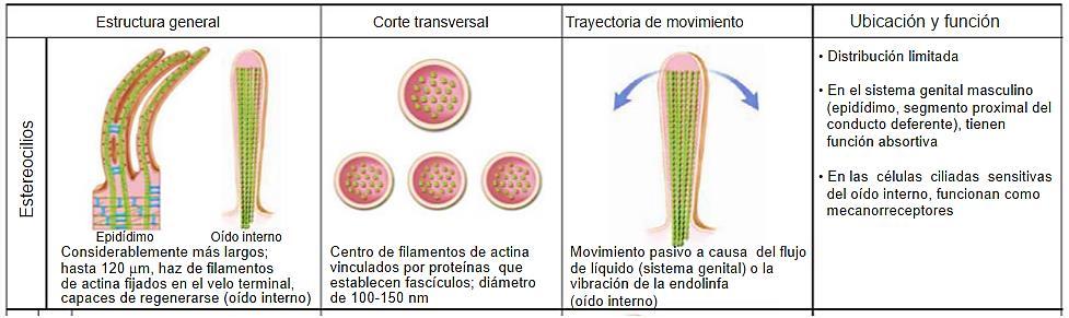 Los estereocilios son proyecciones digitiformes largas y ramificadas que aparecen en la superficie apical de las células epiteliales.
