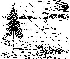 Ejemplo 2: Cálculo de la altura de un árbol usando la longitud de su sombra, por medio de triángulos semejantes: En cualquier día soleado, se puede medir la altura de un árbol usando solo su sombra