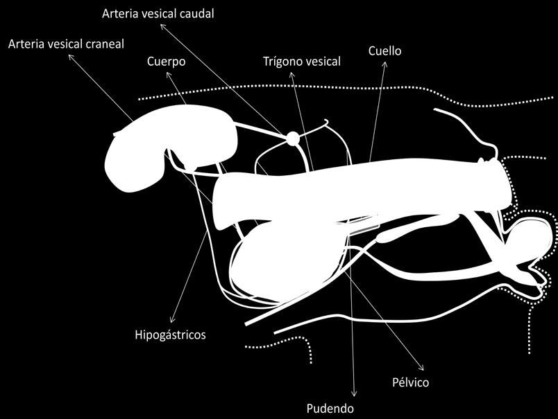 Anatomía quirúrgica Localización: Depende del volumen de orina que contiene (vacía: dentro de la cavidad pélvica). Partes: Cuello: conectado con la uretra. Cuerpo. Trígono vesical.