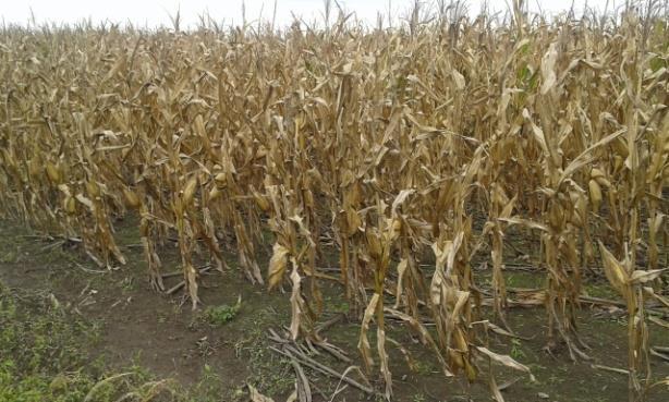 Las condiciones ambientales generaron aumentos en la humedad ambiente y en los porcentajes de humedad del grano, repercutiendo en la calidad de la producción que falta aún recolectar.