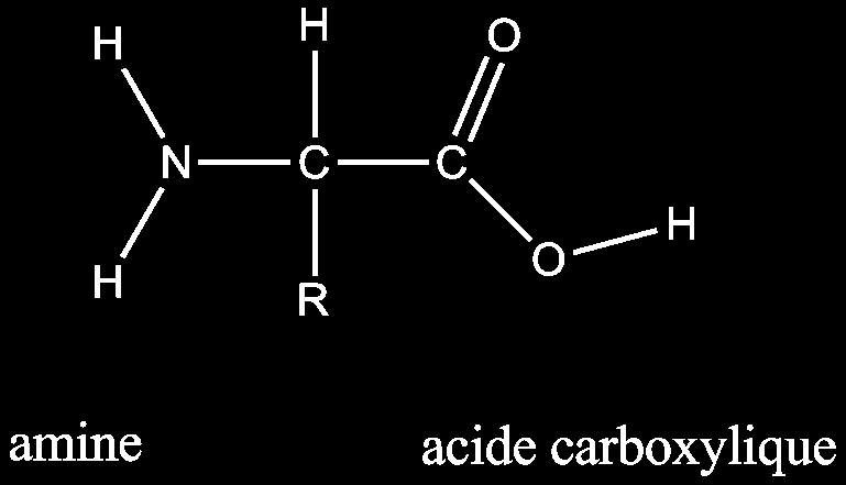 Estructura de un aminoácido Carbono central (alfa) unido a un grupo carboxilo