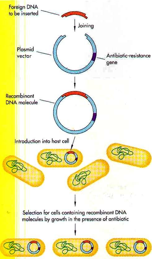 a) Varios plásmidos en = célula?