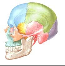 - Occipital Esqueleto de la cabeza
