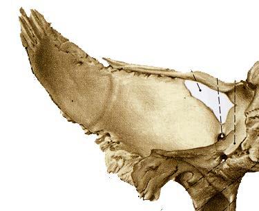 Alas Mayores cara posterior Cóncava, Cavidad craneal (Piso medio) cara anterior Plana,