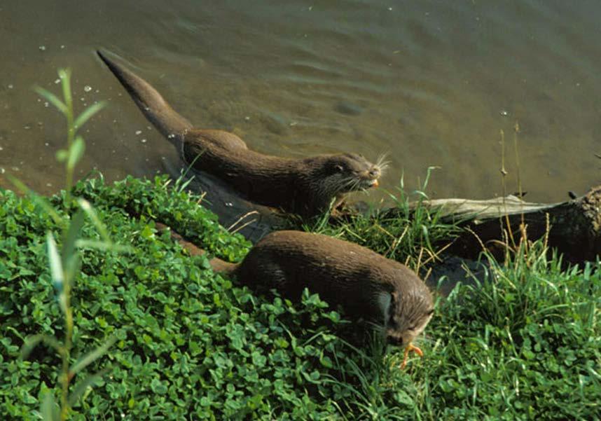 4 Otras Actividades Censo de aves acuáticas invernantes en el pantano de Ulldecona y en la marjal de Peñíscola.