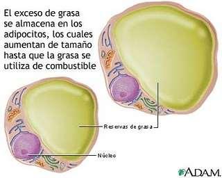 Esta formado por células que acumulan grasa, llamadas adipocitos.