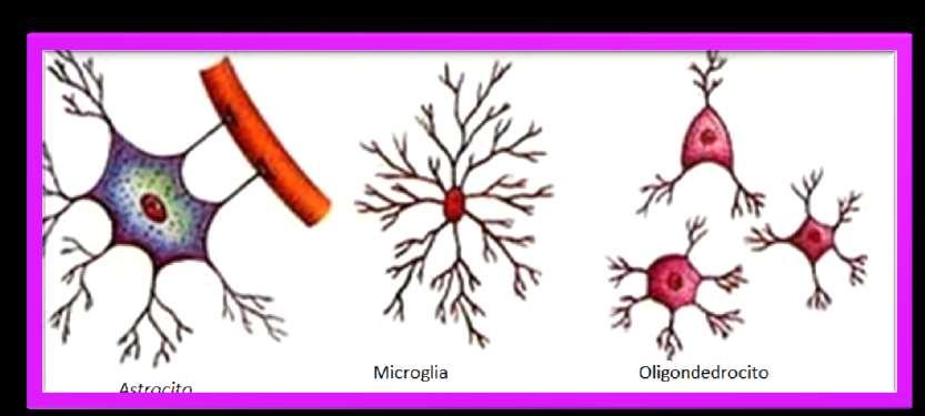 6.4 Tejido NERVIOSO Forma parte de los órganos del sistema nervioso, y esta conformado por las neuronas y las