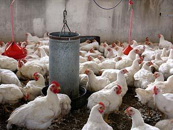 La PAC no concede ni precios mínimos ni ayudas directas, a veces ayudas a la exportación. d) La ganadería avícola se destina a la producción de carne y huevos.